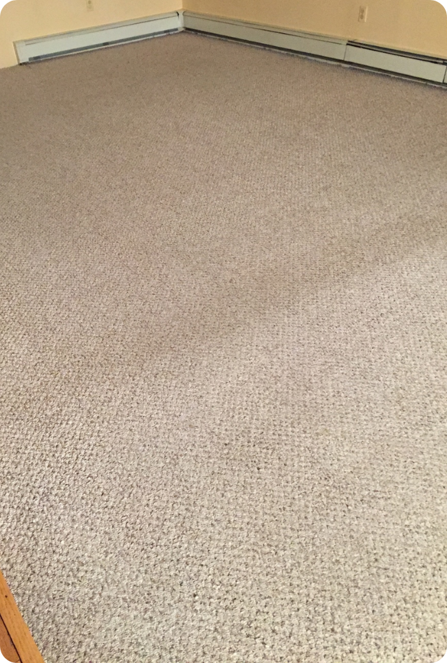Professional Carpet Cleaning Perth