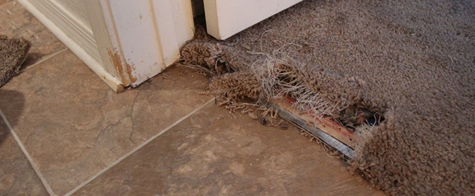 Same Day Carpet Repair