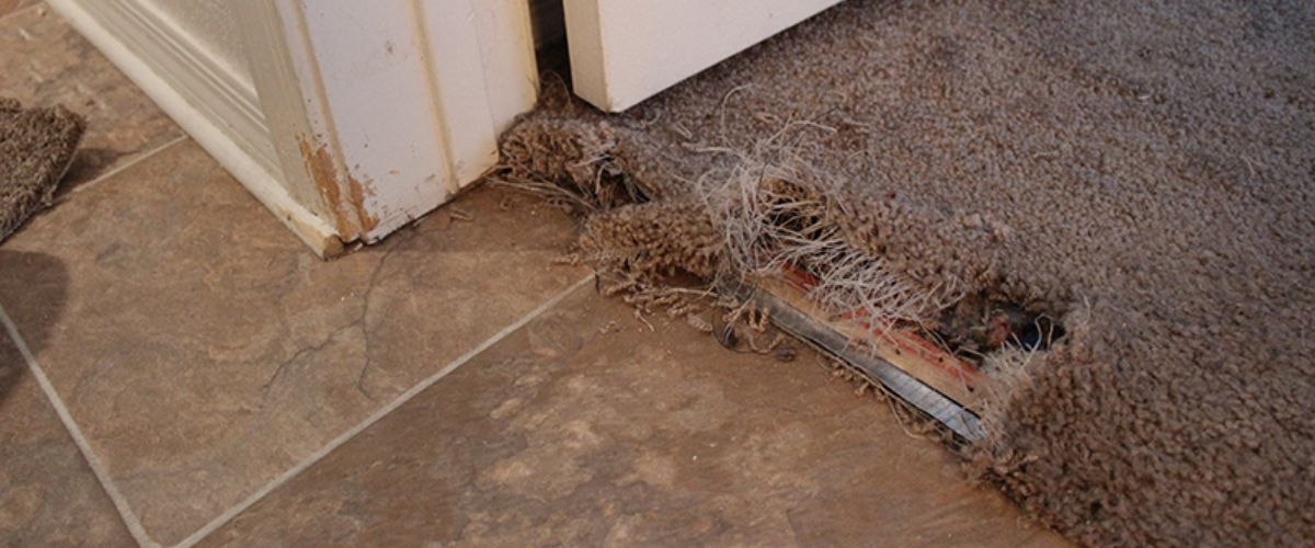 Our Carpet Repair Services